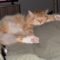 Fluffers