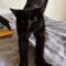 Morticia