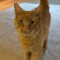 Morris